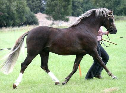 Millcroft Beluga trotting